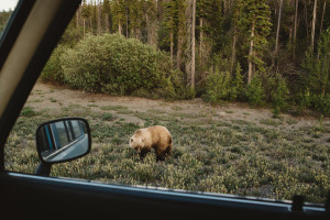 Grizzly bear in the Yukon Territory