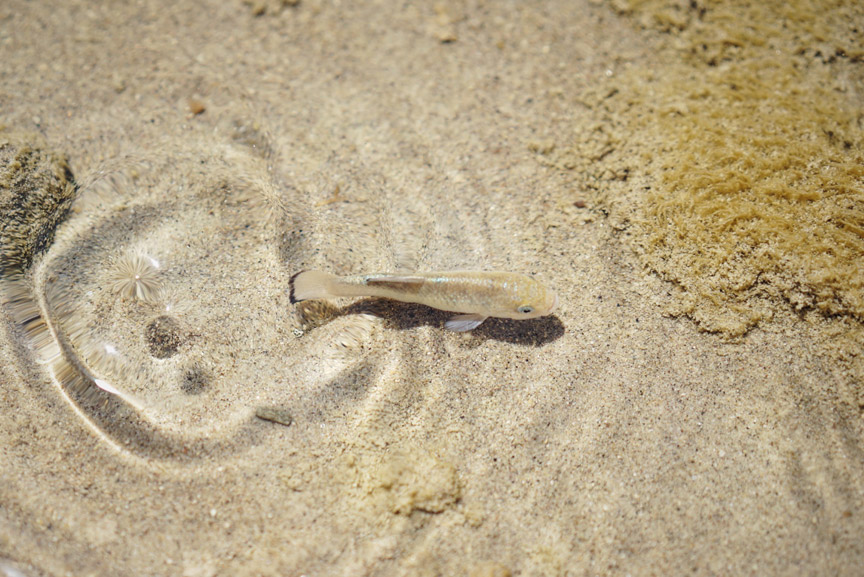 The endangered Salt Creek Pupfish in their bizarre habitat at the floor of Death Valley.